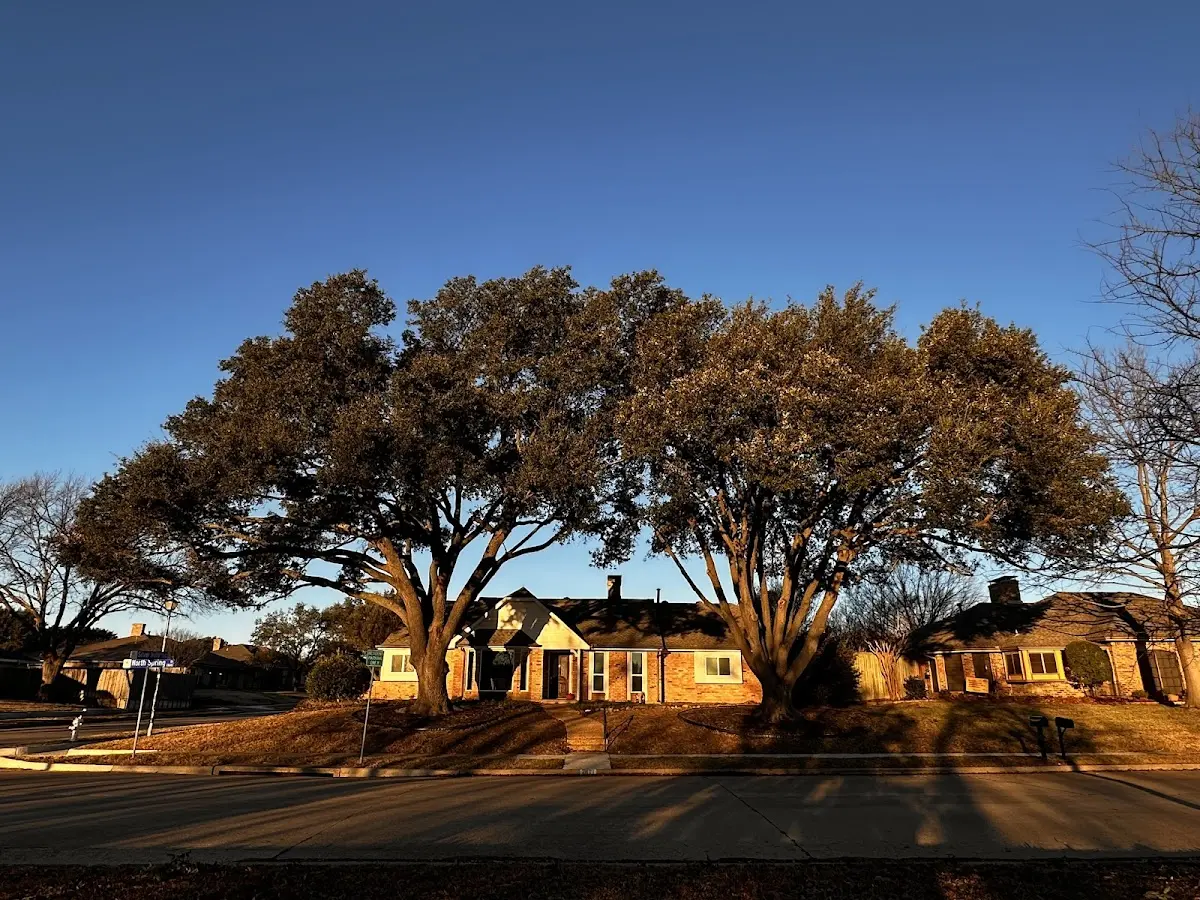Established residential canopy tree shading a home in Fillmore